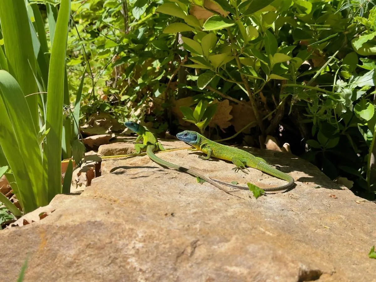Cefalu Forest Hideout